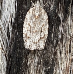 Thrincophora inconcisana (A Tortricid moth) at QPRC LGA - 30 Oct 2021 by Steve_Bok