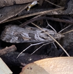 Nomophila corticalis (A Snout Moth) at Mount Jerrabomberra - 30 Oct 2021 by Steve_Bok