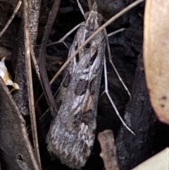 Nomophila corticalis at Jerrabomberra, NSW - 30 Oct 2021 05:19 PM