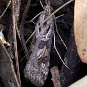 Nomophila corticalis at Jerrabomberra, NSW - 30 Oct 2021 05:19 PM