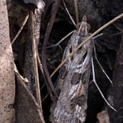 Nomophila corticalis at Jerrabomberra, NSW - 30 Oct 2021