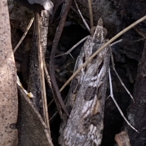 Nomophila corticalis at Jerrabomberra, NSW - 30 Oct 2021 05:19 PM