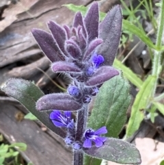 Ajuga australis (Austral Bugle) at Jerrabomberra, NSW - 30 Oct 2021 by SteveBorkowskis
