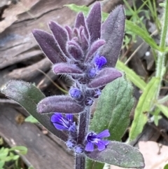 Ajuga australis (Austral Bugle) at Mount Jerrabomberra - 30 Oct 2021 by Steve_Bok