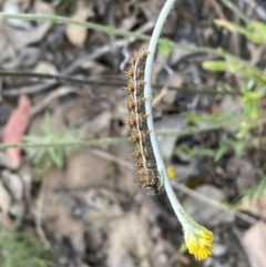 Unidentified Insect at Jerrabomberra, NSW - 30 Oct 2021 by Steve_Bok