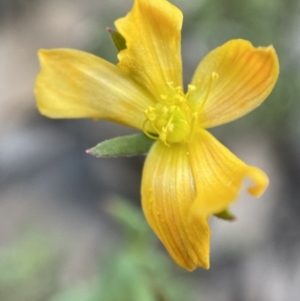 Hypericum gramineum at Jerrabomberra, NSW - 30 Oct 2021