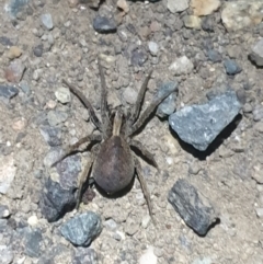 Unidentified Wolf spider (Lycosidae) (TBC) at Yarralumla, ACT - 30 Oct 2021 by LD12