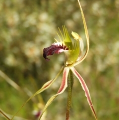 Caladenia atrovespa (Green-comb Spider Orchid) at Mount Taylor - 30 Oct 2021 by MatthewFrawley