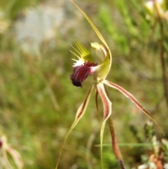 Caladenia atrovespa at Kambah, ACT - suppressed