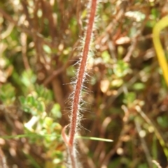 Caladenia atrovespa at Kambah, ACT - suppressed