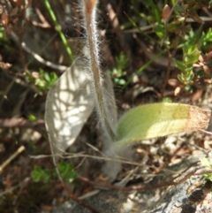 Caladenia atrovespa at Kambah, ACT - suppressed