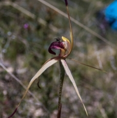 Caladenia montana (Mountain Spider Orchid) at Rendezvous Creek, ACT - 30 Oct 2021 by dan.clark