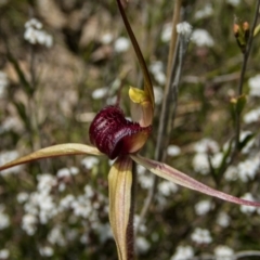 Caladenia montana at Rendezvous Creek, ACT - 30 Oct 2021