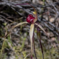 Caladenia montana at Rendezvous Creek, ACT - 30 Oct 2021