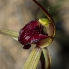 Caladenia montana at Rendezvous Creek, ACT - 30 Oct 2021