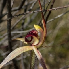 Caladenia montana at Rendezvous Creek, ACT - 30 Oct 2021