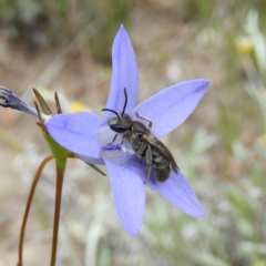 Lasioglossum (Chilalictus) sp. (genus & subgenus) (Halictid bee) at Kambah, ACT - 30 Oct 2021 by MatthewFrawley