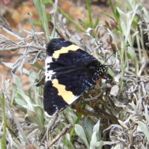 Eutrichopidia latinus at Kambah, ACT - 30 Oct 2021 03:19 PM