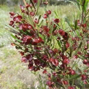 Dodonaea viscosa at Kambah, ACT - 30 Oct 2021 03:17 PM