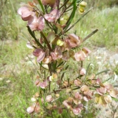 Dodonaea viscosa at Kambah, ACT - 30 Oct 2021