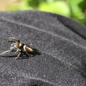 Opisthoncus nigrofemoratus at Curtin, ACT - 30 Oct 2021