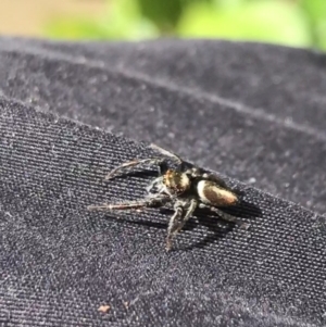 Opisthoncus nigrofemoratus at Curtin, ACT - 30 Oct 2021