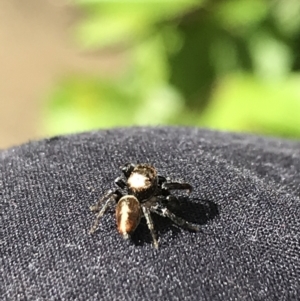 Opisthoncus nigrofemoratus at Curtin, ACT - suppressed