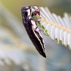 Agrilus hypoleucus (Hypoleucus jewel beetle) at Jerrabomberra, NSW - 30 Oct 2021 by Steve_Bok