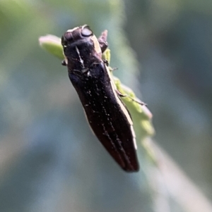 Agrilus hypoleucus at Jerrabomberra, NSW - 30 Oct 2021 07:05 PM