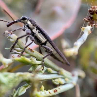 Rhinotia phoenicoptera (Belid weevil) at QPRC LGA - 30 Oct 2021 by Steve_Bok