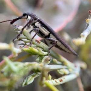 Rhinotia phoenicoptera at Jerrabomberra, NSW - 30 Oct 2021