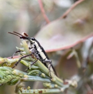 Rhinotia phoenicoptera at Jerrabomberra, NSW - 30 Oct 2021