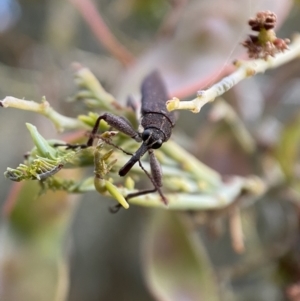 Rhinotia phoenicoptera at Jerrabomberra, NSW - 30 Oct 2021