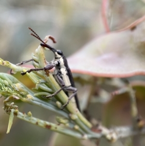 Rhinotia phoenicoptera at Jerrabomberra, NSW - 30 Oct 2021