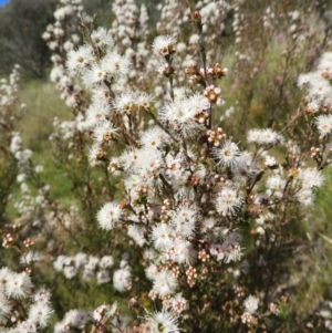 Kunzea parvifolia at Kambah, ACT - 30 Oct 2021