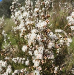 Kunzea parvifolia (Violet kunzea) at Kambah, ACT - 30 Oct 2021 by MatthewFrawley