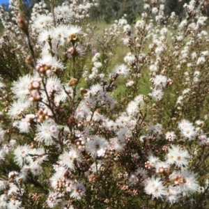 Kunzea parvifolia at Kambah, ACT - 30 Oct 2021 03:41 PM