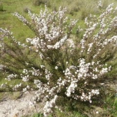 Kunzea parvifolia at Kambah, ACT - 30 Oct 2021 03:41 PM