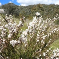 Kunzea parvifolia at Kambah, ACT - 30 Oct 2021 03:41 PM