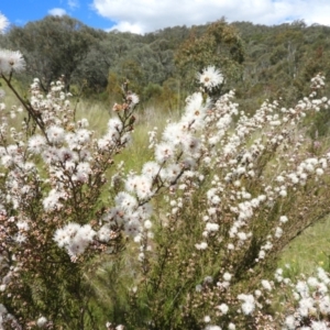 Kunzea parvifolia at Kambah, ACT - 30 Oct 2021