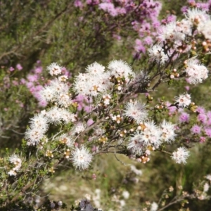 Kunzea parvifolia at Kambah, ACT - 30 Oct 2021 03:41 PM