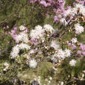 Kunzea parvifolia at Kambah, ACT - 30 Oct 2021