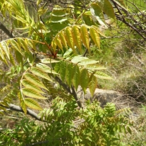Pistacia chinensis at Kambah, ACT - 30 Oct 2021
