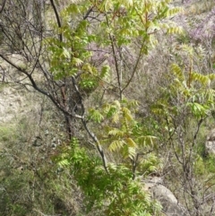 Pistacia chinensis at Kambah, ACT - 30 Oct 2021