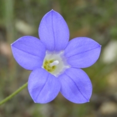 Wahlenbergia stricta subsp. stricta (Tall Bluebell) at Kambah, ACT - 30 Oct 2021 by MatthewFrawley