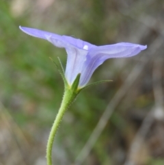 Wahlenbergia stricta subsp. stricta at Kambah, ACT - 30 Oct 2021