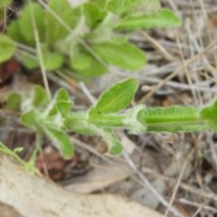 Wahlenbergia stricta subsp. stricta at Kambah, ACT - 30 Oct 2021