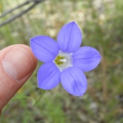 Wahlenbergia stricta subsp. stricta at Kambah, ACT - 30 Oct 2021