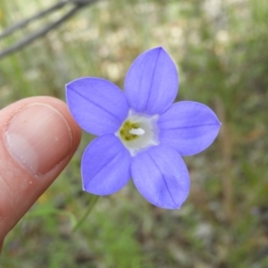 Wahlenbergia stricta subsp. stricta at Kambah, ACT - 30 Oct 2021