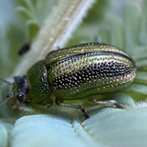 Calomela parilis at Jerrabomberra, NSW - 30 Oct 2021